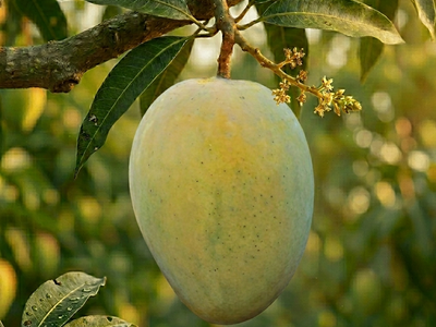 Royal Malda | Malda Mango