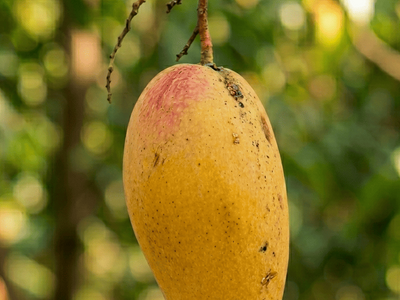 Royal Dusehri | Dusehri Mango