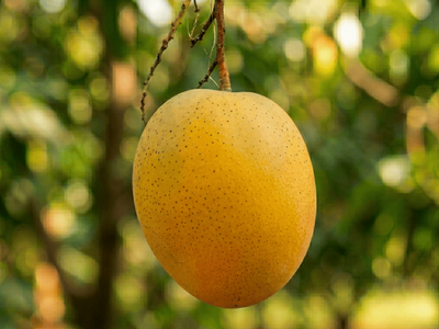 Royal Langra| Langra Mango