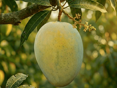 Royal Malda | Malda Mango