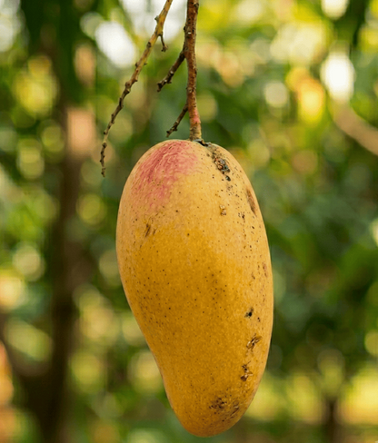 Royal Dusehri | Dusehri Mango
