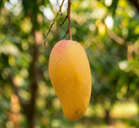Royal Dusehri | Dusehri Mango