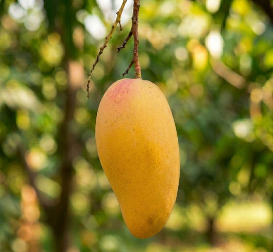 Royal Dusehri | Dusehri Mango