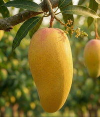Royal Sindhri | Sindhri Mango