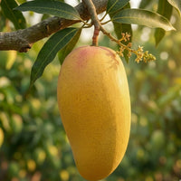 Royal Chaunsa| Chaunsa Mango