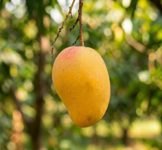 Royal Ratol | Anwer Ratol Mango